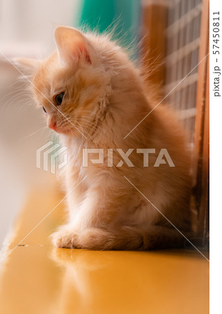 仔猫 仔猫 57450811