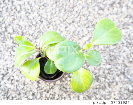 ペペロミア　観葉植物 57451924