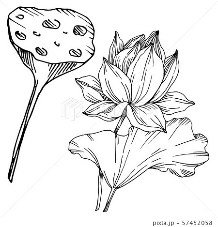 Vector Lotus floral botanical flowers. Black and white engraved ink art. Isolated lotus illustration Vector Lotus floral botanical flowers. Black and white engraved ink art. Isolated lotus illustration 57452058