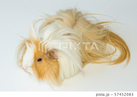 ペルビアンモルモット 57452083