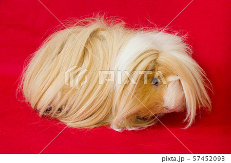 ペルビアンモルモット 57452093