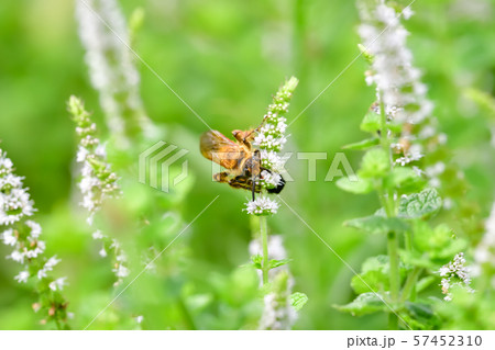 キンケハラナガツチバチ キンケハラナガツチバチ 57452310