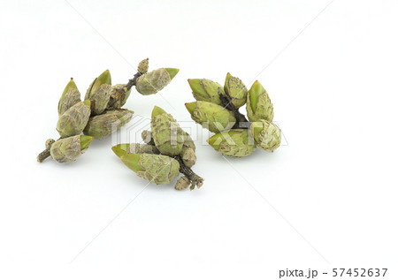 スダジイ 57452637