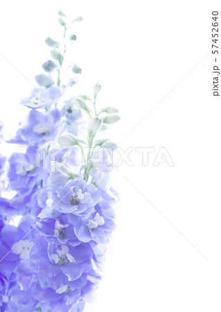 デルフィニウム 57452640