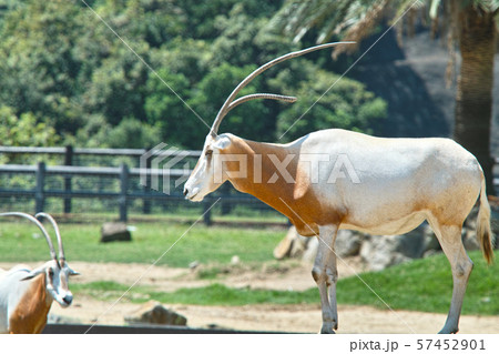 シロオリックス 57452901