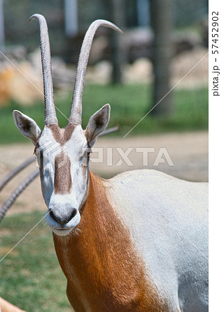 シロオリックス 57452902