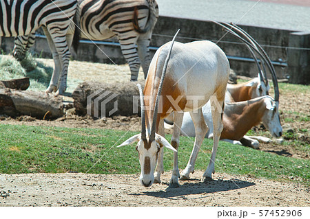 シロオリックス 57452906