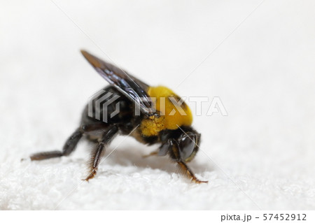 クマバチ クマバチ 57452912