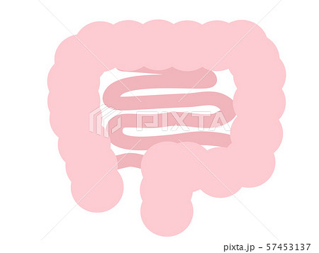 大腸と小腸 大腸と小腸 57453137