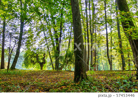 forest trees. nature green wood backgrounds Sunny forest trees. nature green wood backgrounds Sunny 57453446