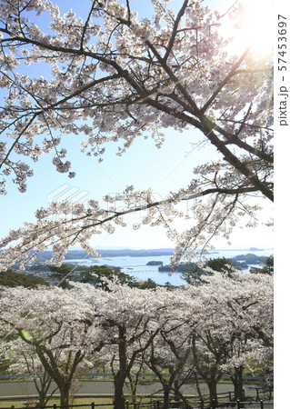 《宮城県》 松島 日本三景 西行戻しの松公園 《宮城県》 松島 日本三景 西行戻しの松公園 57453697