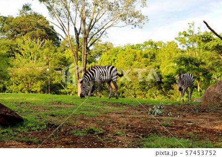 《よこはま動物園ズーラシア》　シマウマ 57453752