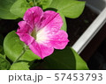 可愛いピンクの花 57453793