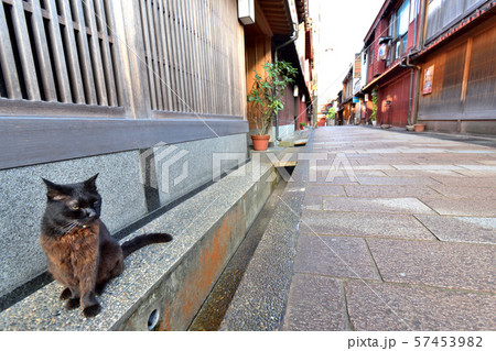 金沢市 ひがし茶屋街の猫 金沢市 ひがし茶屋街の猫 57453982