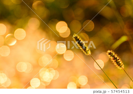 エノコログサ 野花 ボケ 57454513