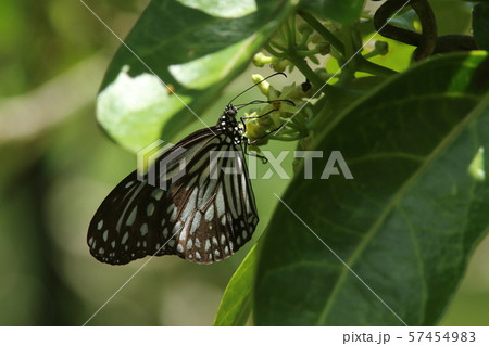 ホウライカガミで吸蜜するヒメアサギマダラ ホウライカガミで吸蜜するヒメアサギマダラ 57454983