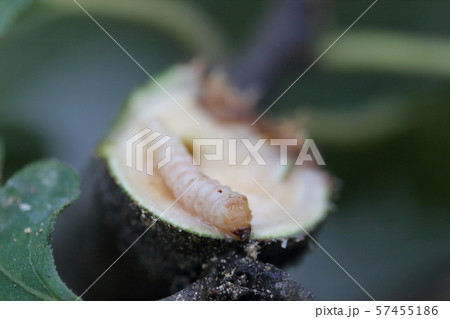 カミキリムシの幼虫 カミキリムシの幼虫 57455186