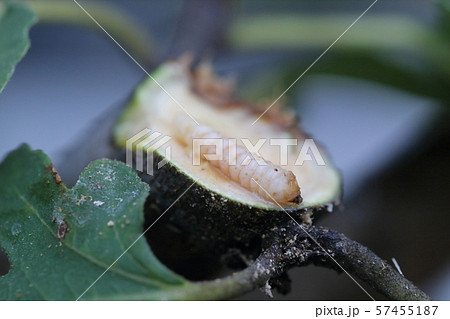 カミキリムシの幼虫 カミキリムシの幼虫 57455187