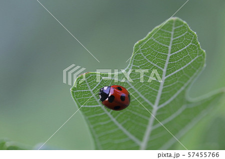 てんとう虫　ナナホシテントウ 57455766