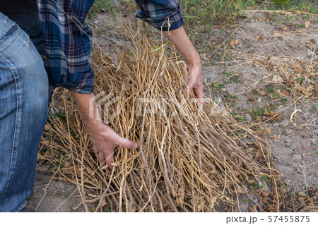 Autumn garden cleaning Autumn garden cleaning 57455875