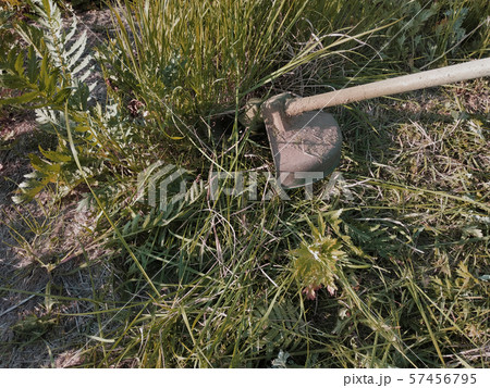 Trimmer mows grass and weeds summer in the garden, Trimmer mows grass and weeds summer in the garden, 57456795