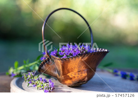 Fresh blooming hyssop plant in a metal basket Fresh blooming hyssop plant in a metal basket 57457126