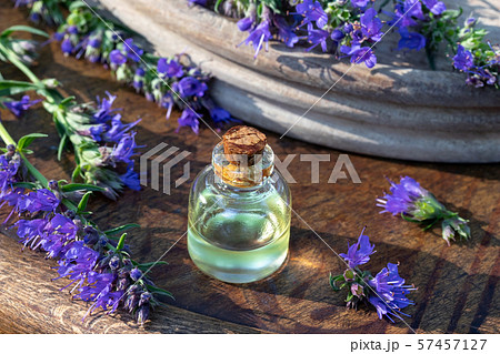 A bottle of hyssop essential oil with fresh hyssop A bottle of hyssop essential oil with fresh hyssop 57457127