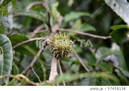 クヌギの実 57458136