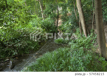 竹林公園 湧水点からの流れ 竹林公園 湧水点からの流れ 57458215