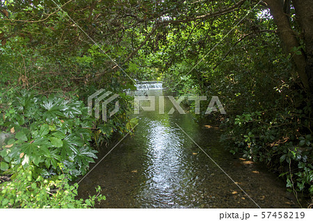 南沢緑地からの清流 57458219