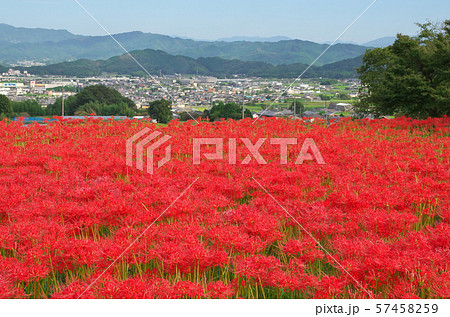 奈良 葛城古道の彼岸花 57458259