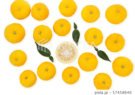 木頭柚子 57458640