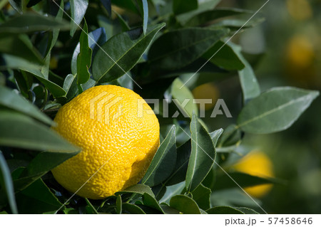 木頭柚子 57458646