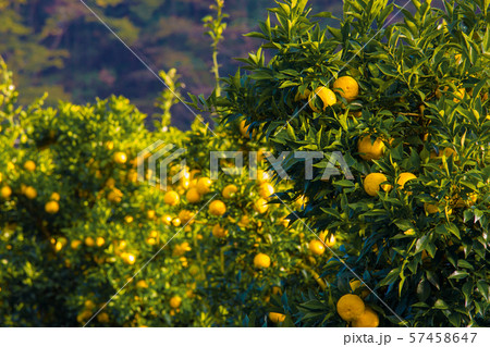 木頭柚子 木頭柚子 57458647