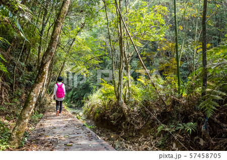 traveling woman walk in forest 57458705