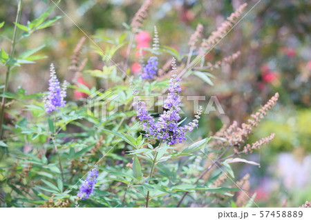 セイヨウニンジンボクの花 セイヨウニンジンボクの花 57458889
