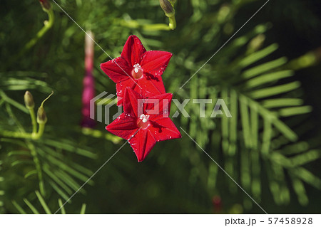 ルコウソウの花の写真素材