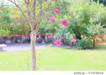サルスベリの花 サルスベリの花 57459019