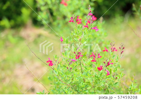 チェリーセージの花 チェリーセージの花 57459208