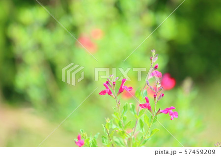 チェリーセージの花 チェリーセージの花 57459209