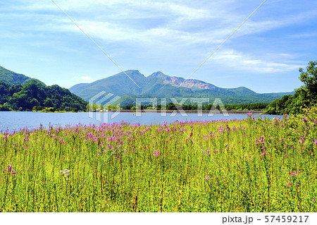 秋元湖と磐梯山とエゾミソハギ 57459217