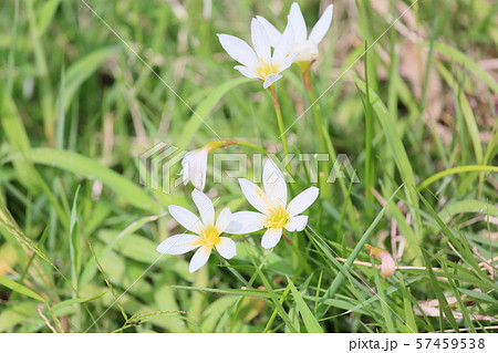 タマスダレの花 57459538