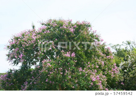 サルスベリの花 サルスベリの花 57459542