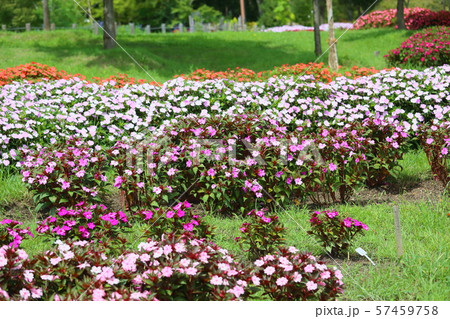 ニューギニアインパチェンスの花の写真素材