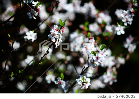 ユスラウメの花 ユスラウメの花 57460005
