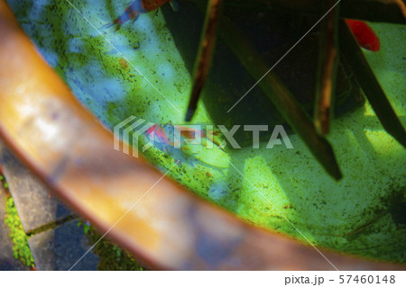 金魚　水溜り　水　風景　神奈川　鎌倉　報国寺 57460148