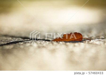 落ち葉 57460433