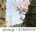 桜の開花と風景_02 57460559