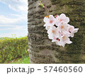 桜の開花と風景_03 57460560