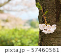 桜の開花と風景_01 57460561